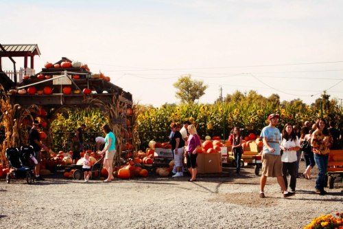 A bustling pumpkin patch with people browsing, children playing, and pumpkins displayed under a rustic shelter.