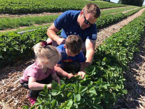 A man and two children are picking strawberries in a field, surrounded by green plants and a sunny sky.