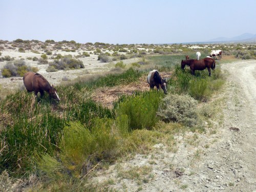 A group of horses grazing near a grassy area beside a dirt road in a dry, open landscape.