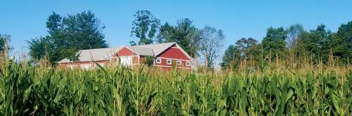 A red barn surrounded by tall cornfields under a clear blue sky. Trees are visible in the background.