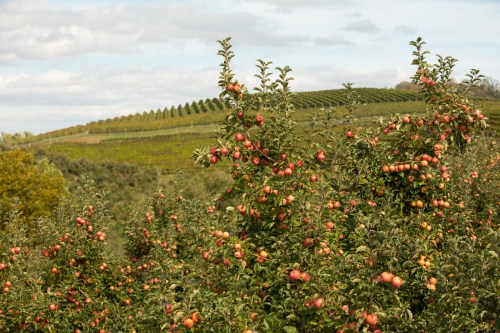 A lush apple orchard with ripe apples on trees, set against rolling hills and a cloudy sky.