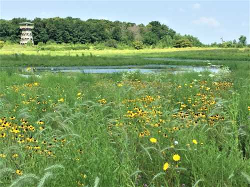 A vibrant field of wildflowers in front of a calm pond, with a wooden observation tower in the background.