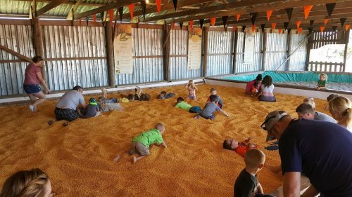 Children and adults play in a barn filled with orange corn kernels, enjoying a fun, interactive experience.