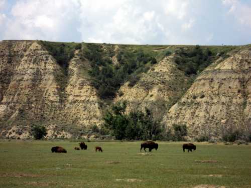 A herd of bison grazes on a grassy plain in front of steep, layered hills under a partly cloudy sky.