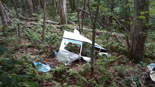 A damaged airplane fuselage lies among trees and ferns in a dense forest.