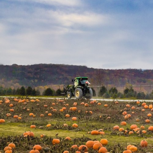 A tractor drives through a pumpkin patch with numerous pumpkins scattered across the field and hills in the background.