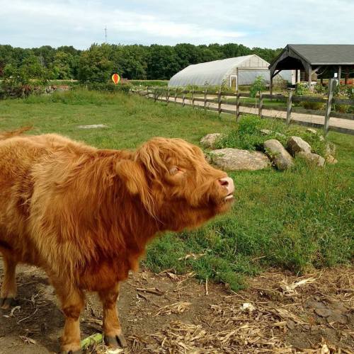 A fluffy brown Highland cow stands in a grassy field with a barn and greenhouse in the background.