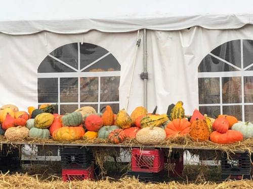 A display of various colorful pumpkins and gourds on crates, set against a tent backdrop with large windows.