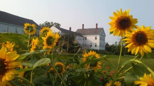 A field of sunflowers in the foreground with a white house and green landscape in the background.