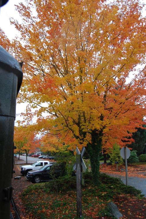 A vibrant autumn tree with orange and yellow leaves stands near a road, surrounded by parked cars and fallen leaves.
