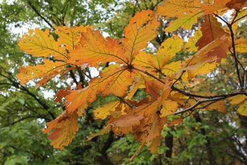 Close-up of vibrant orange and yellow oak leaves against a blurred green background.