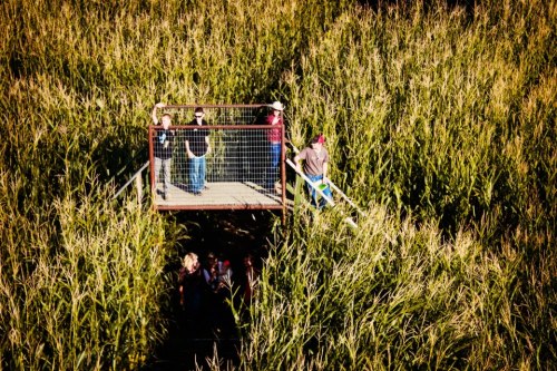 A viewing platform surrounded by tall grass, with people standing and exploring the area.