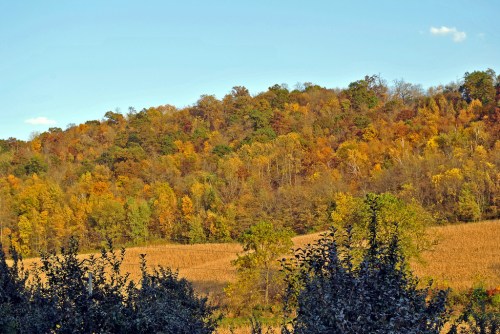 A vibrant autumn landscape featuring a hillside of colorful trees and a golden field under a clear blue sky.