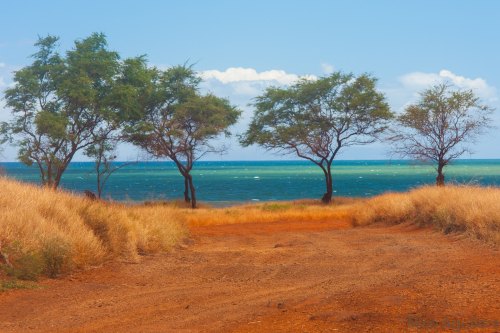 A dirt path leads to a serene coastal view with trees and blue water under a clear sky.