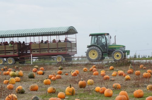 A tractor pulls a wagon filled with people through a pumpkin patch scattered with orange pumpkins.
