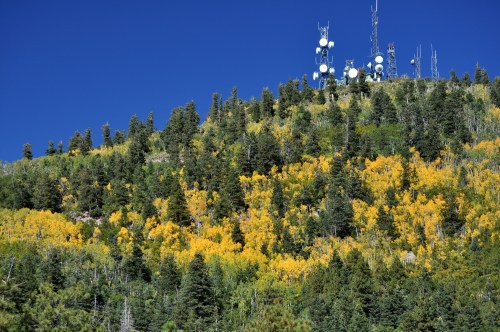 A hillside covered in vibrant yellow foliage, with communication towers visible against a clear blue sky.