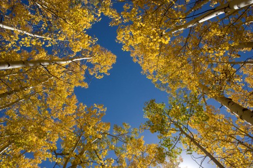 Looking up at vibrant yellow aspen leaves against a clear blue sky, framed by tall tree trunks.