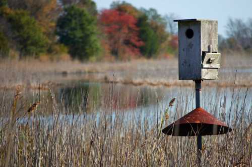 A wooden birdhouse stands on a post by a calm pond, surrounded by tall grasses and colorful autumn trees in the background.