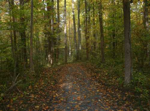 A serene forest path surrounded by trees with autumn leaves scattered on the ground.