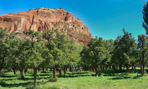 A lush green orchard with a ladder, set against a backdrop of a towering red rock formation under a clear blue sky.