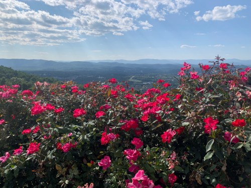 A vibrant display of pink roses in the foreground with a scenic mountain landscape and blue sky in the background.