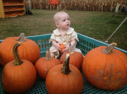 A baby sits among several pumpkins in a field, holding a small pumpkin and looking curiously to the side.