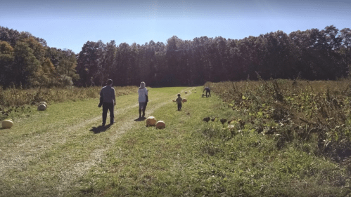 A family walks down a grassy path in a pumpkin patch, with pumpkins scattered along the sides and trees in the background.