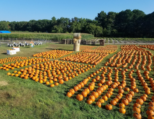 A vast pumpkin patch with rows of bright orange pumpkins under a clear blue sky, surrounded by greenery.
