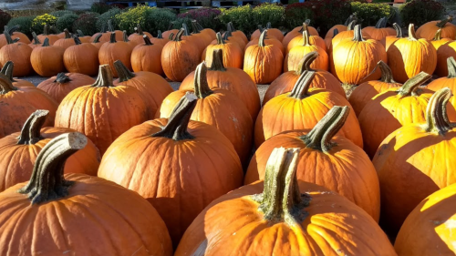A field of bright orange pumpkins with green stems, arranged in neat rows under sunlight.