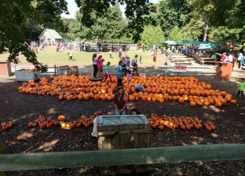 A pumpkin patch filled with people, surrounded by numerous pumpkins and picnic areas under trees on a sunny day.