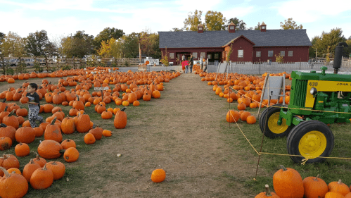A pumpkin patch with numerous pumpkins scattered around, a green tractor, and a red barn in the background.