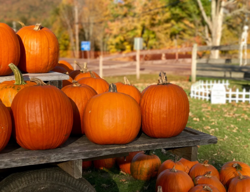 A wooden cart filled with bright orange pumpkins, surrounded by autumn foliage and a white picket fence in the background.