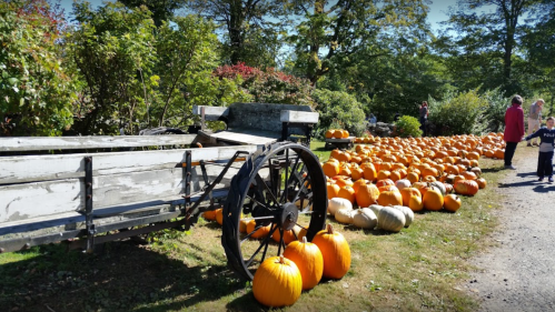 A rustic cart beside a row of bright orange pumpkins in a sunny outdoor setting with people in the background.