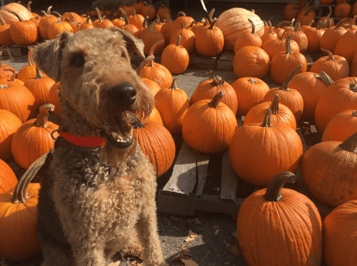 A happy dog sits among a field of bright orange pumpkins on a sunny day.