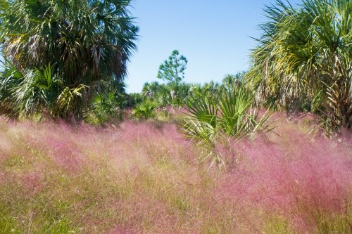 A vibrant landscape featuring tall grasses with pink hues, surrounded by palm trees under a clear blue sky.