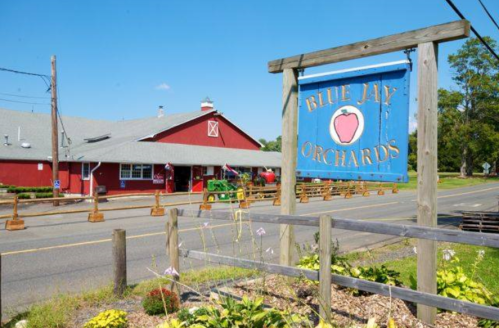 A red barn-style building with a sign reading "Blue Jay Orchards" and a road lined with flowers in the foreground.