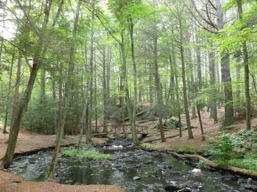 A serene forest scene with a small stream, surrounded by tall trees and a wooden bridge in the background.