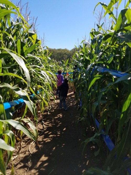 Two children walking through a corn maze, surrounded by tall green corn plants and blue ribbons marking the path.
