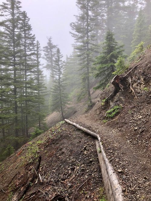 A misty forest trail winding through tall evergreen trees on a hillside.