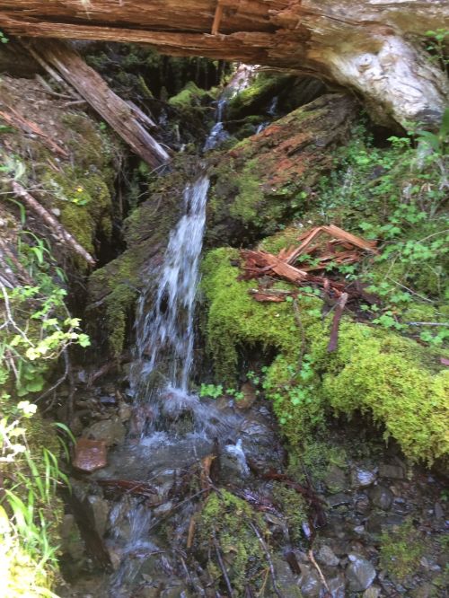 A small stream flows over moss-covered rocks and fallen logs in a lush, green forest setting.