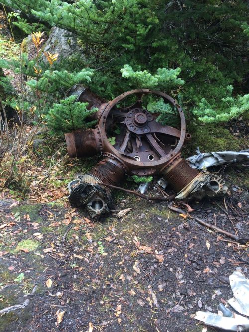 Rusty aircraft engine parts surrounded by greenery and forest debris.
