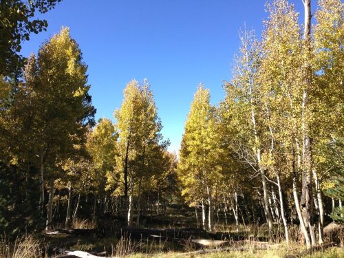 A serene forest scene with tall trees displaying vibrant yellow leaves under a clear blue sky.