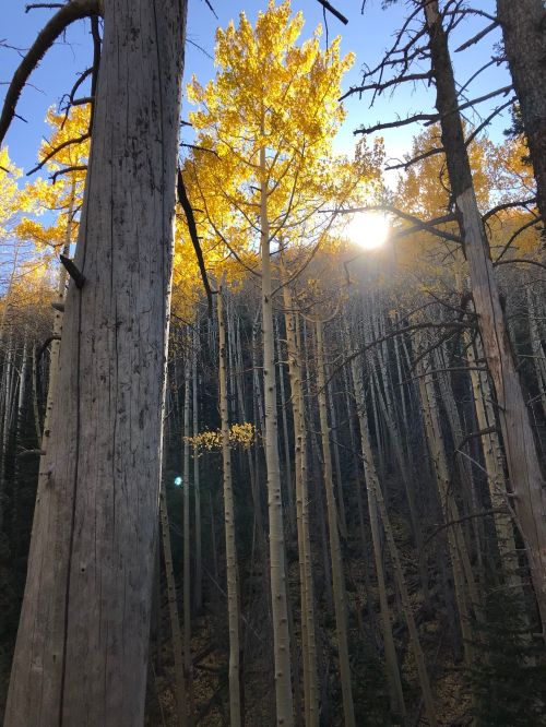 Sunlight filters through tall trees with vibrant yellow leaves in a serene forest setting.