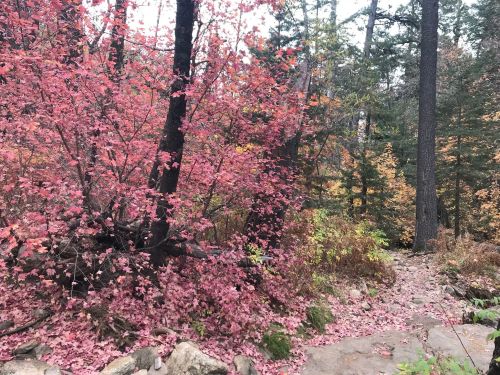 A forest scene with vibrant pink and red foliage, rocky ground, and trees in autumn colors.