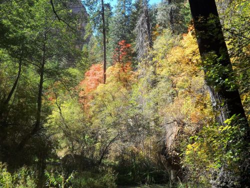 A vibrant forest scene with trees displaying autumn colors, including shades of orange, yellow, and green.