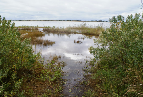 A serene wetland scene with shallow water, tall grasses, and cloudy skies in the background.