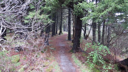 A winding path through a dense forest, surrounded by tall trees and scattered greenery.