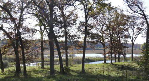 A serene landscape featuring tall trees by a calm river, surrounded by lush greenery and distant hills.