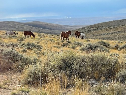 A group of horses grazing in a grassy landscape with rolling hills and a cloudy sky in the background.