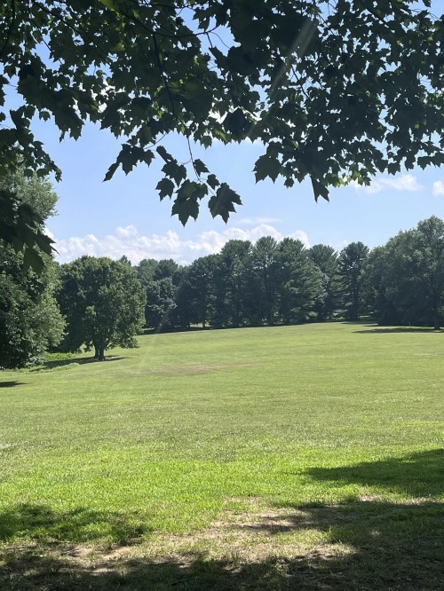 A sunny, open field surrounded by trees under a clear blue sky.